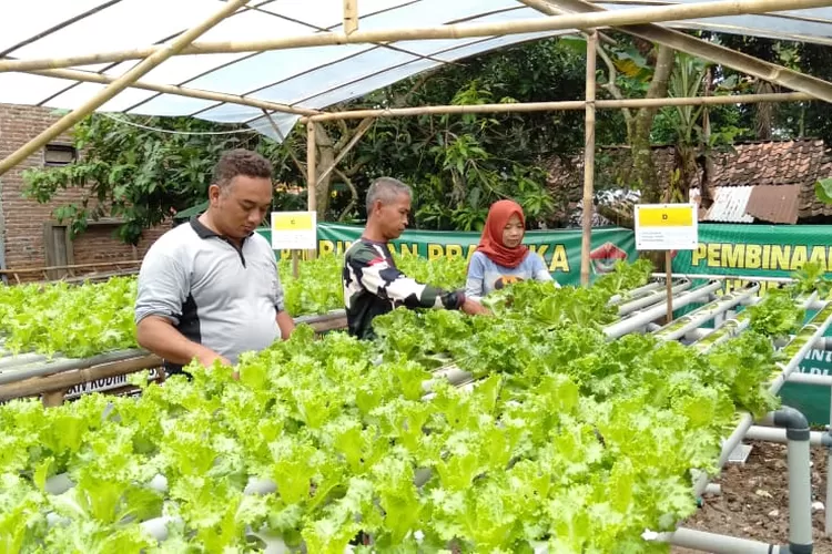Serma Sudirman bersama pengunjung di Greenhouse tanaman sayuran dengan media hidroponik. Foto: dok 