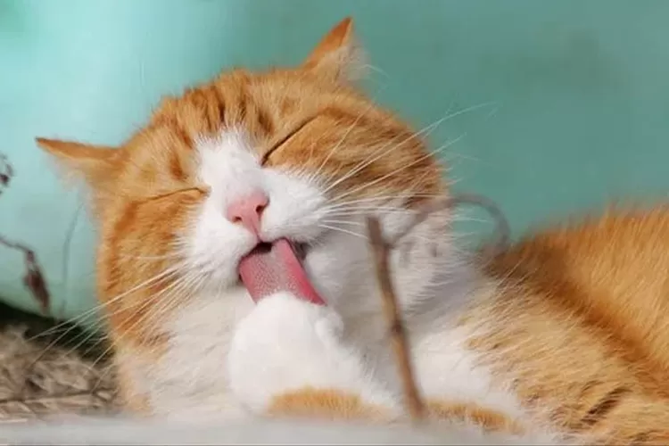 4 manfaat memelihar kucing bagi stress dan kesehatan. (Pixabay)