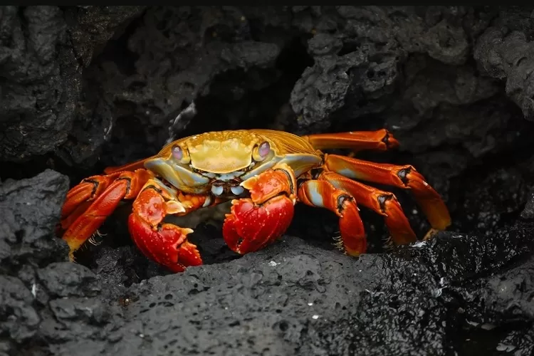 5 Ragam Manfaat Konsumsi Kepiting Untuk Kesehatan Tubuh Unews