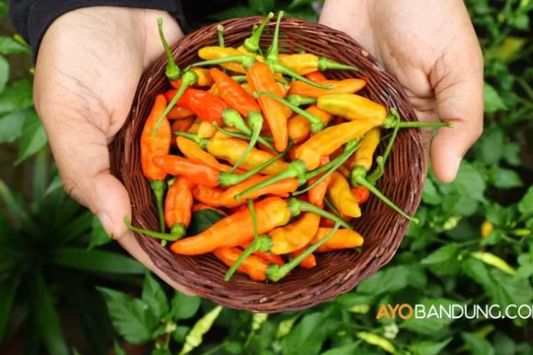 5 Wilayah Penghasil Cabai Rawit Terbanyak di Kabupaten Bogor, Nomor Satu Bukan Parung Panjang dan Babakan Madang