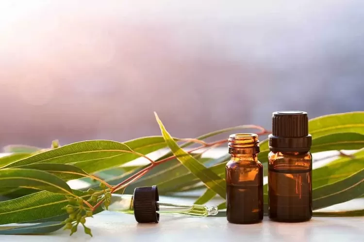 Ilustrasi kayu putih. (healthline)