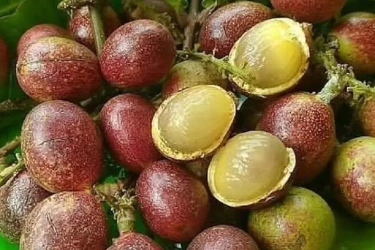 4 Buah Langka Di Indonesia Ada Yang Pernah Kamu Dengar Hops Id 4577