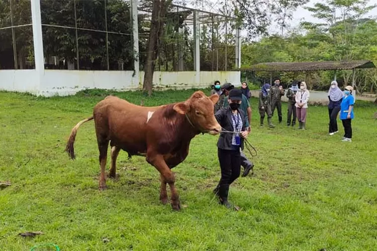 Latihan Handling Sapi, Mahasiswa IPB Bak Jadi Seorang Cowboy - Suara ...