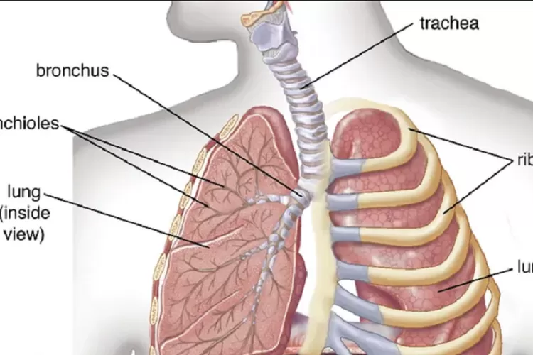 Bronkiolus Definisi Anatomi Struktur Dan Fungsinya Pada Pernapasan