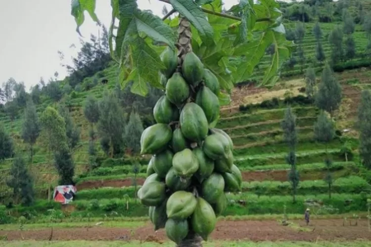 Mengenal Ciri Ciri Tanaman Carica Buah Mirip Pepaya Unews