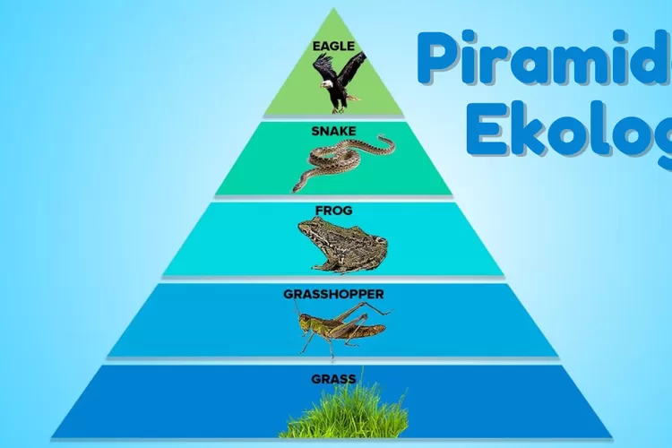 Piramida Ekologi Pengertian Jenis Dan Contohnya Harian Haluan