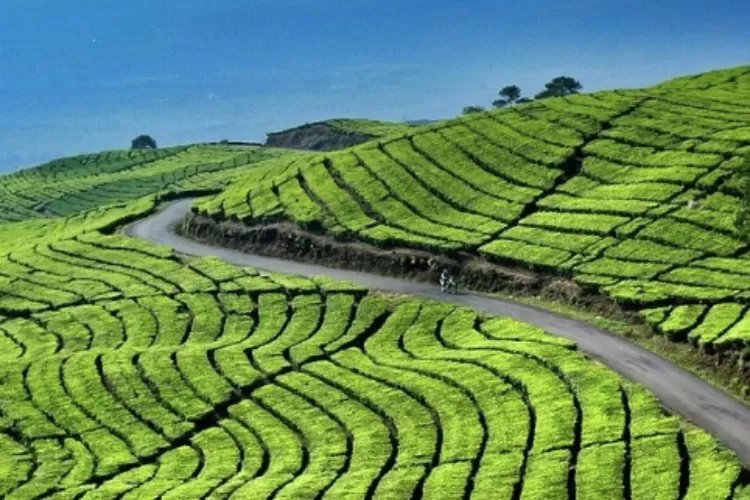 7 Destinasi Wisata Kebun Teh Di Puncak Bogor Yang TikTokers Banget ...