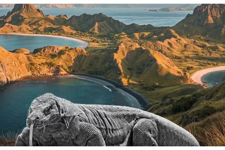 Harga Tiket Masuk Pulau Komodo Naik - Promilenial