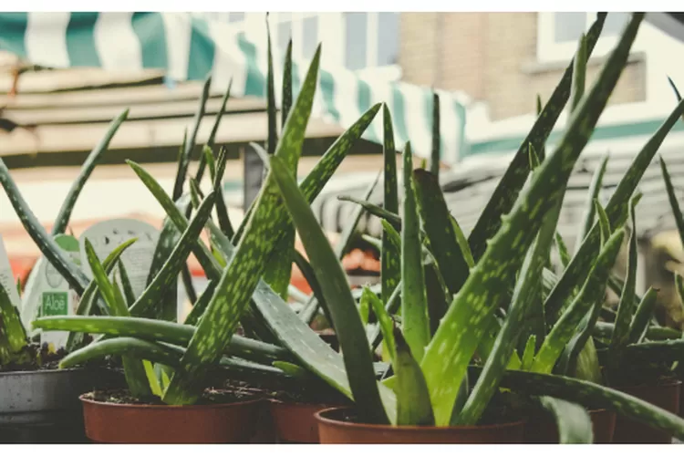 Ajaib! Manfaat Aloe Vera Untuk Kecantikan Ternyata Bisa Mengatasi ...