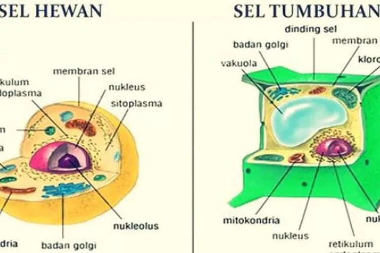 Soal Dan Kunci Jawaban UTS Biologi Kelas XI SMA Kurikulum Merdeka Tema ...