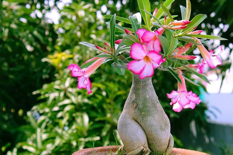 9 Tanaman Hias Berbunga Cantik Yang Gampang Dipelihara Karena Tahan Panas Matahari Suara Merdeka 5274