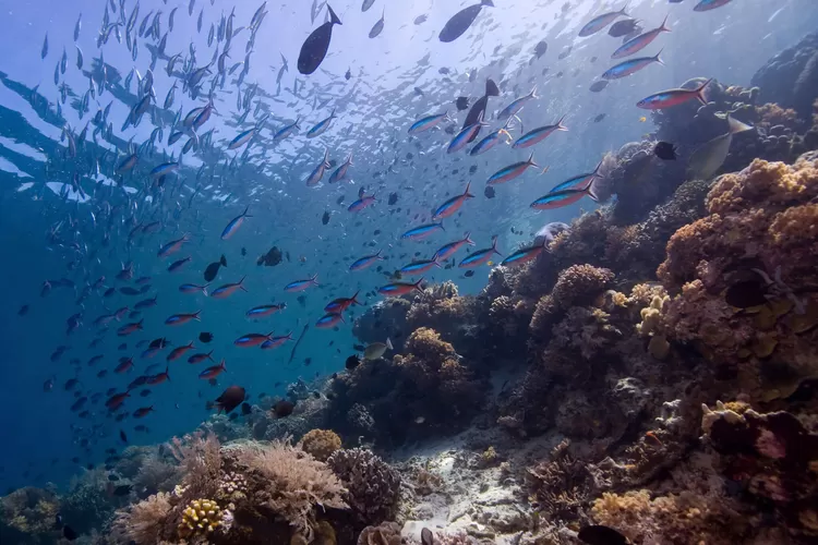 3 Wisata Bawah Laut Indonesia Bagian Timur Yang Terkenal Di Dunia Lombok Insider 4187