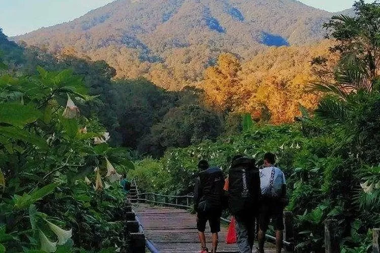 Pendakian Kembali Dibuka! Fakta Menarik Gunung Gede Pangrango, Wisata ...