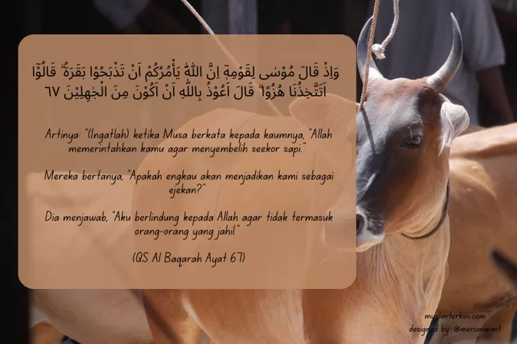 Surat Al Baqarah Ayat Arab Latin Dan Artinya Tentang Perintah Menyembelih Sapi Betina