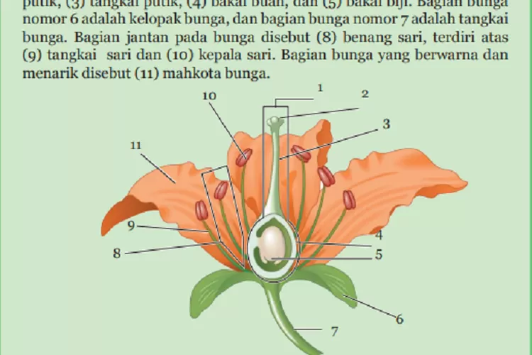 Kunci Jawaban IPA Kelas 9 SMP Halaman 65 Aktivitas 2.2 Mengamati ...