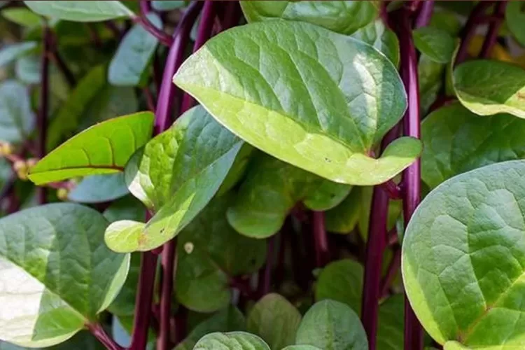 Menakjubkan Ini Manfaat Daun Binahong Untuk Benjolan Di Leher Dan