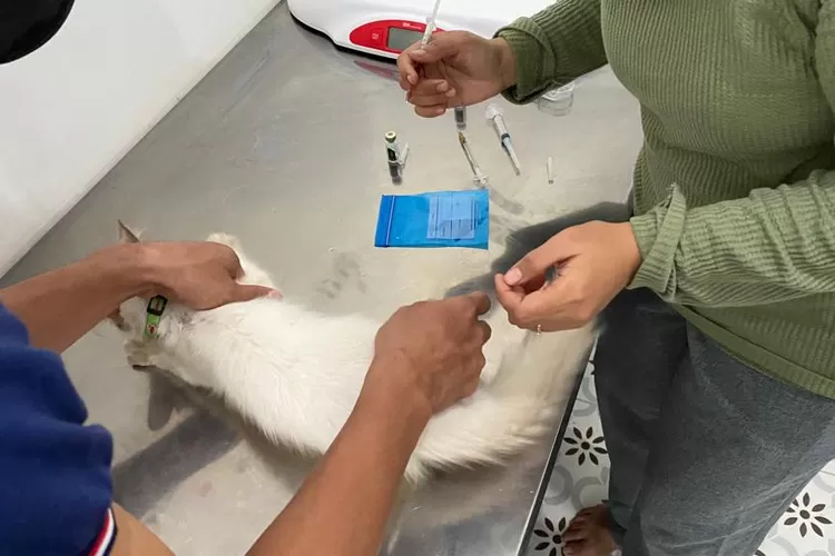 pentingnya vaksinasi kucing untuk kesehatan mereka dan manusia, serta jenis vaksin yang wajib diberikan. (Misbah Fikrianto / HukamaNews.com)