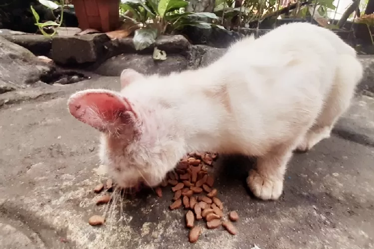 Kucing (Azis/Bogor Times)