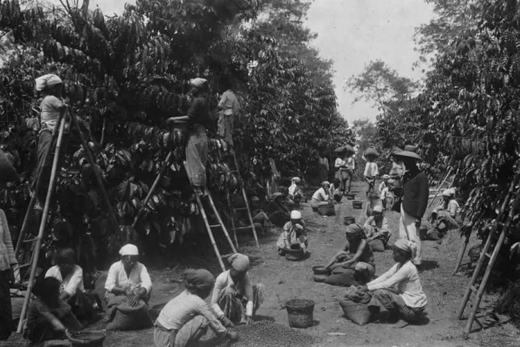 Proses panen kopi di Pulau Jawa saat masa kolonialisme.  (Foto. Tropenmuseum Amsterdam, Belanda)