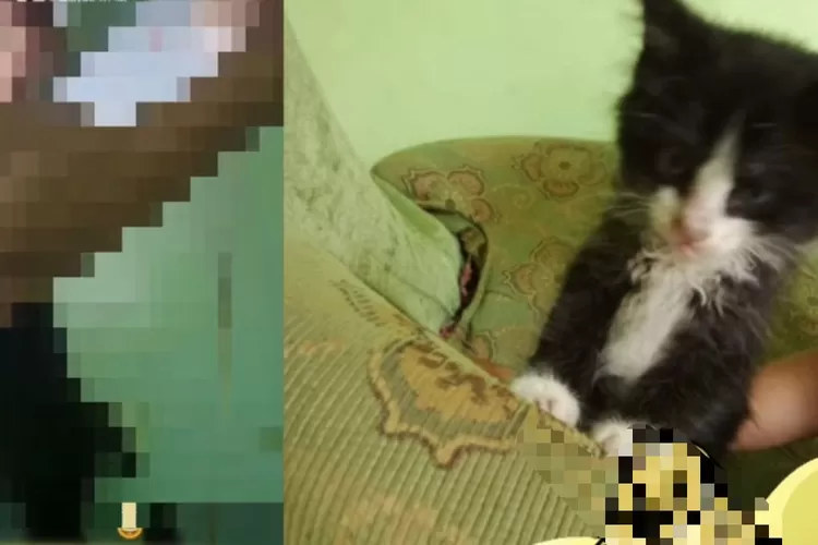 Video Viral, Dua Pemuda Tega Cekoki Kucing Dengan Minol - Kabar Alam