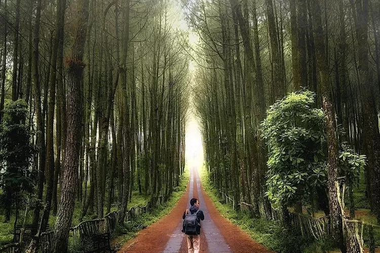 Hutan Pinus Kragilan di Magelang Jawa Tengah (Instagram @topselfiekragilan)