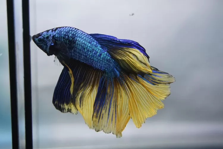 Ikan cupang  (Pexels)