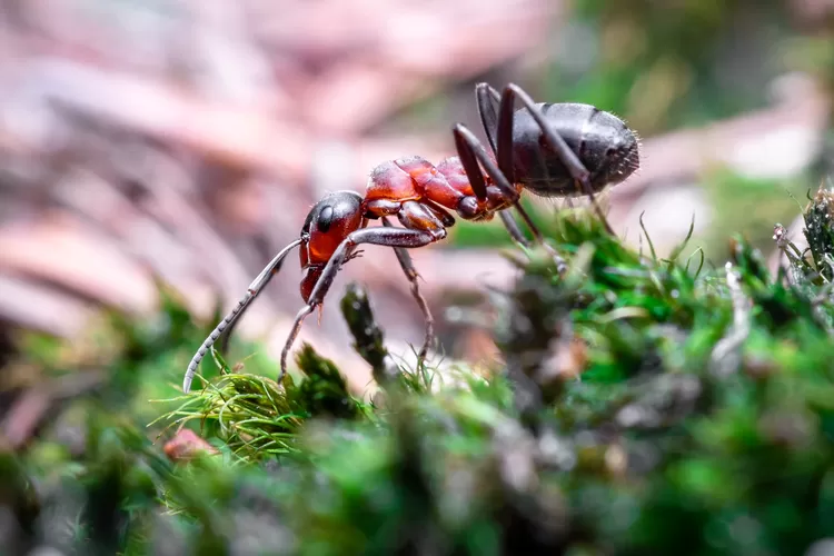 ARTI MIMPI Bertemu Semut: Ada Berbagai Macam Arti, Pertanda Baik atau Buruk? (pexels.com)