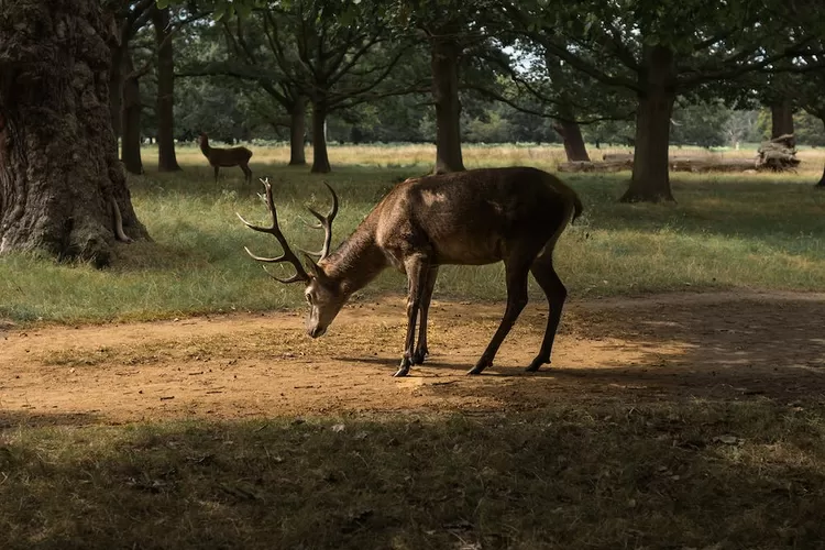  Keseruan Liburan di Taman Safari Bogor (Foto: Gorajuara.com/dok: Pexels/ Merek Muccha)
