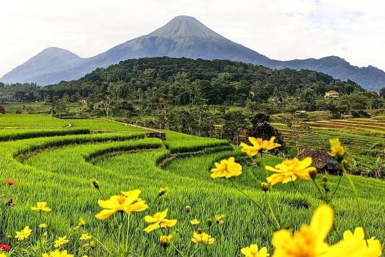 Gambar Pemandangan Gunung Dan Sawah