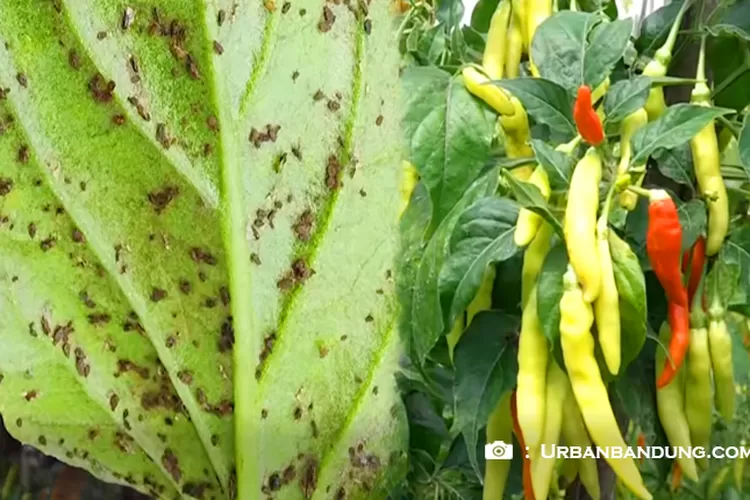 Langkah Pembuatan Pestisida Alami Untuk Cabe Gunakan Bawang Putih