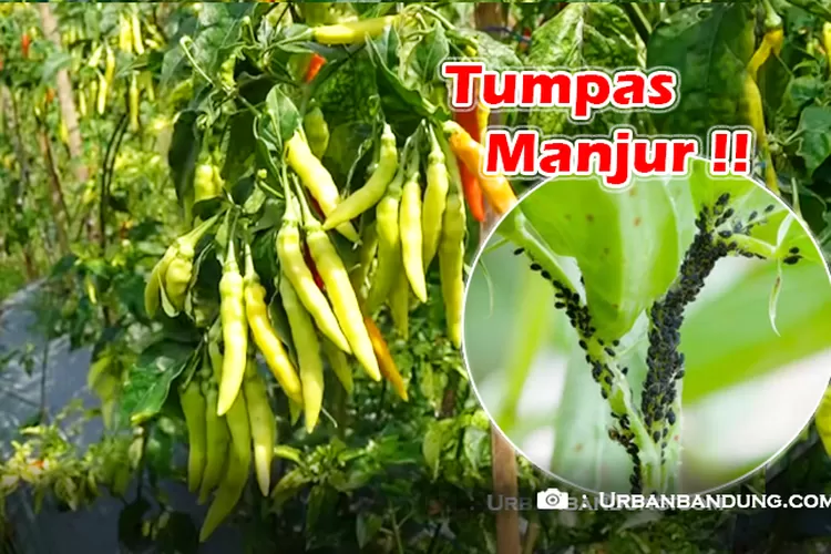 Direbus Jadi Obat, Di Jus Jadi Pestisida Alami Tanaman Cabe, Ini Dia