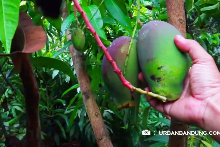 Wah Inovasi Baru Paksa Pohon Mangga Cepat Berbuah Bunganya Langsung Tumbuh Ternyata Ini