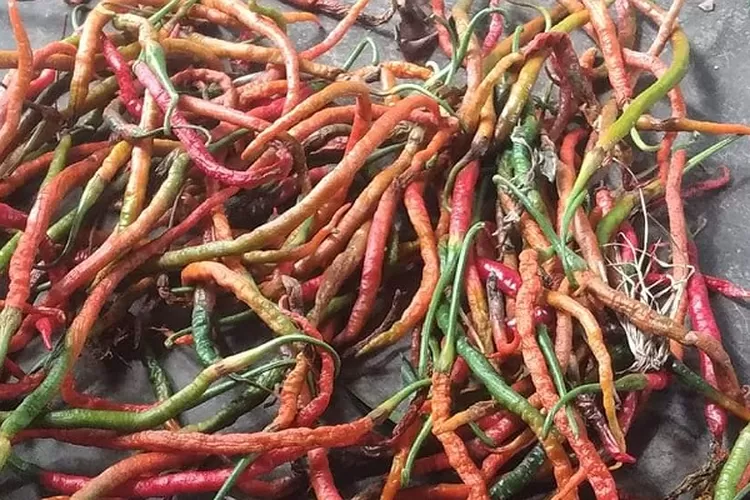 Obat Penyakit Patek Pada Tanaman Cabe Praktis Tinggal Petik Daun Ini Urban Bandung