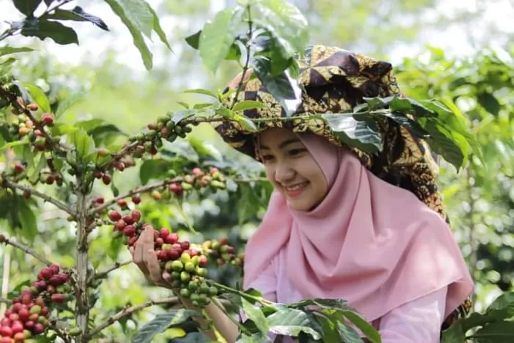 7 Jenis Kopi Terbaik Indonesia Yang Mendunia, Rasa Internasional Nomor ...