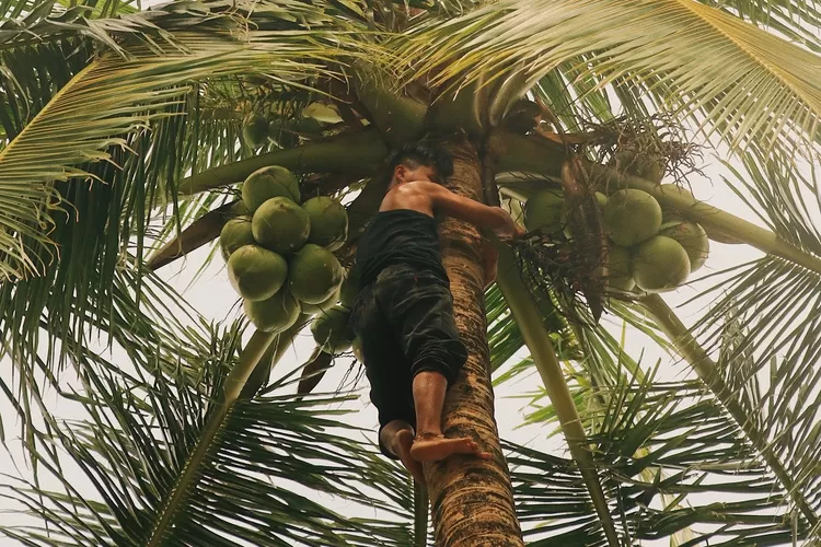 Bagaimana Arti Mimpi Jatuh Dari Pohon Kelapa Ini Kata Primbon Jawa