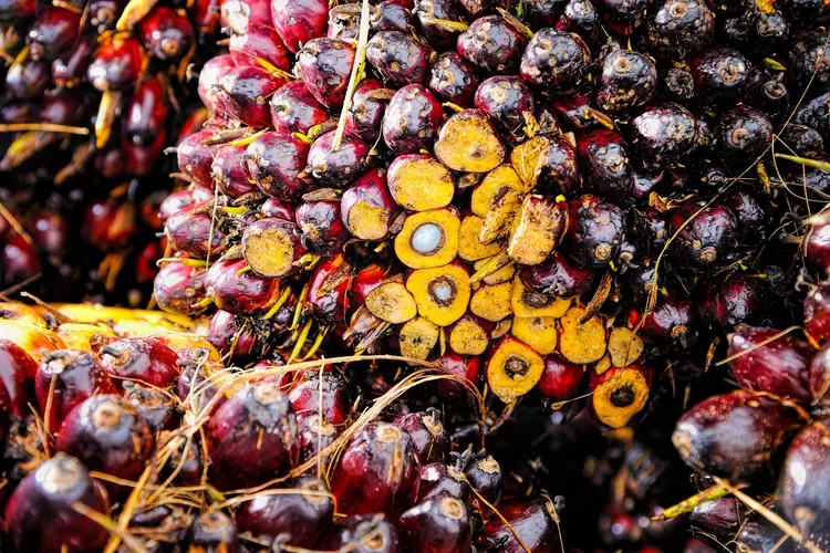 Kalimantan Bukan Juaranya, Berikut 5 Wilayah Penghasil Kelapa Sawit ...