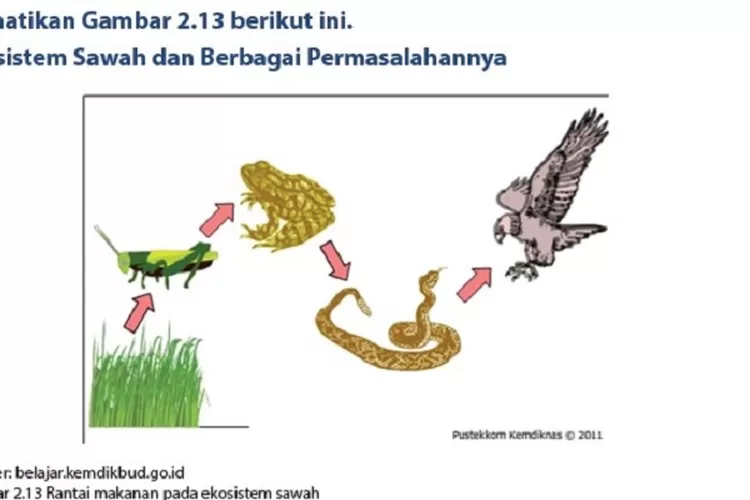 Kunci Jawaban IPA Kelas 7 SMP MTS Uji Kompetensi Soal Uraian Halaman 44 ...