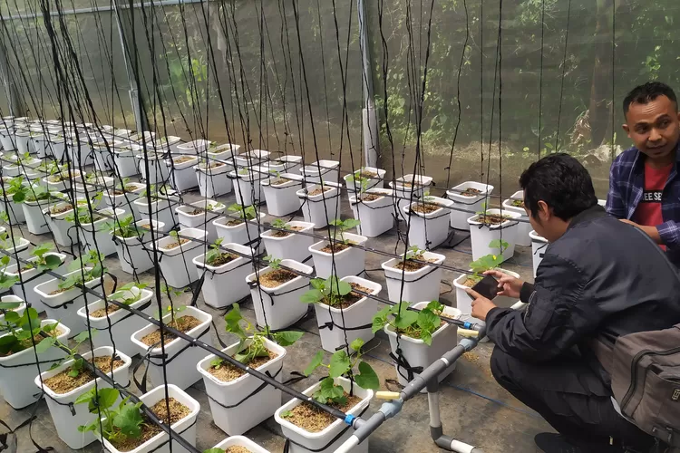 Petani Milenial Di Batu Kembangkan Pertanian Digital Dengan Teknologi ...