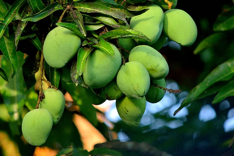 7 Cara Agar Pohon Mangga Cepat Berbuah Lebat Meskipun Bukan Musimnya Dari Menyayat Hingga 1013