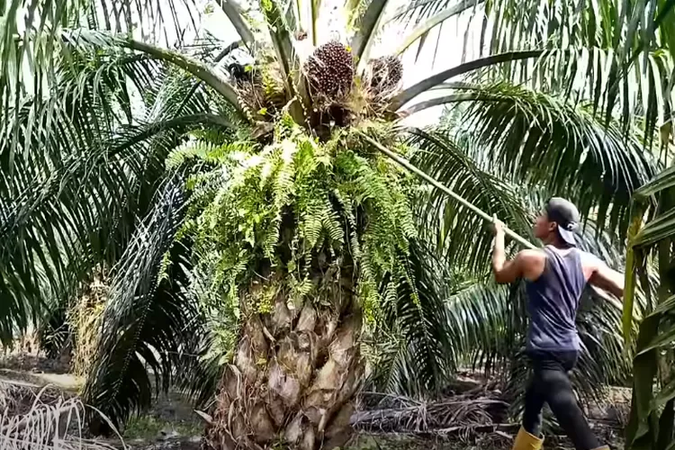 Produktivitas Sawit Yang Sedang Digenjot Oleh Pemerintah Indonesia ...