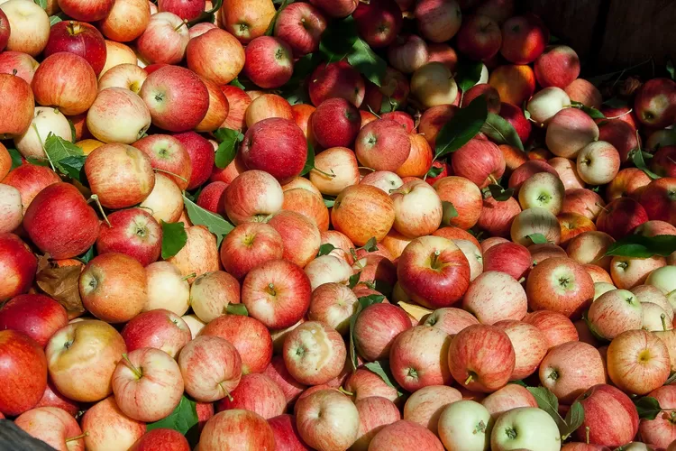 5 Kecamatan Dengan Penghasil Buah Apel Terbanyak Di Kabupaten Malang Jatim Adakah Tempat 