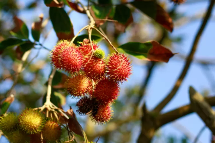 Wilayah Penghasil Rambutan Paling Banyak dan Paling Sedikit di Kota Bogor, Pertama Bukan Bogor Selatan