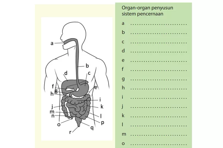 Kunci Jawaban IPA SMP MTs Kelas 7 Semester 2 Bab 1 Hal 27 Nomor 3 Organ ...