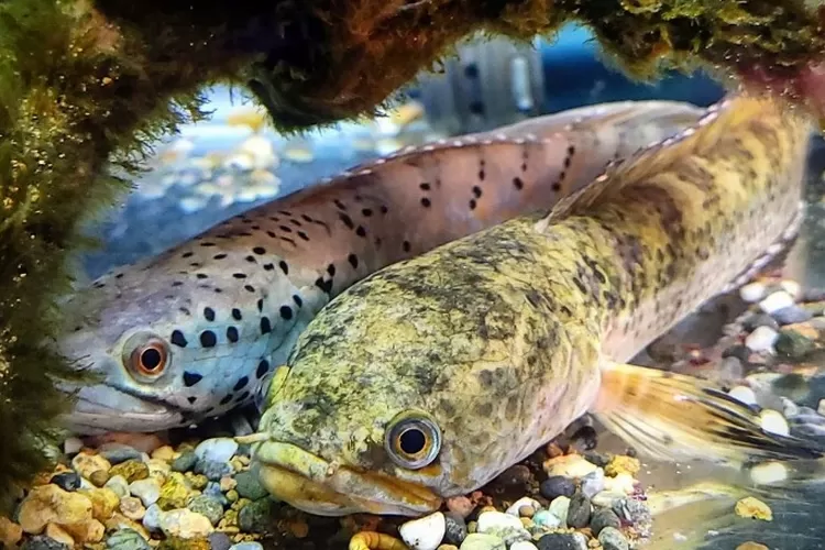Aquarium untuk Ikan Channa, perhatikan ukurannya agar si Gabus tumbuh maksimal (Instagram @wolffish_968)