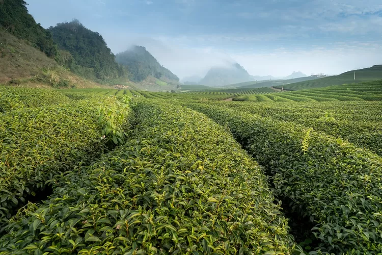 Ilustrasi kebun teh di Jember. (Pexels.com/Quang Nguyen Vinh)