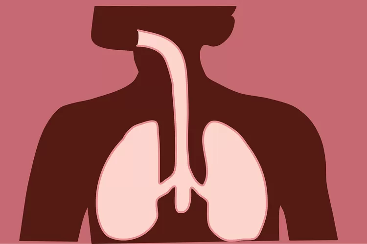 Ilustrasi soal IPA tentang volume udara yang tersisa di paru-paru setelah melakukan ekspirasi disebut. (pixabay/MostafaElTurkey36)