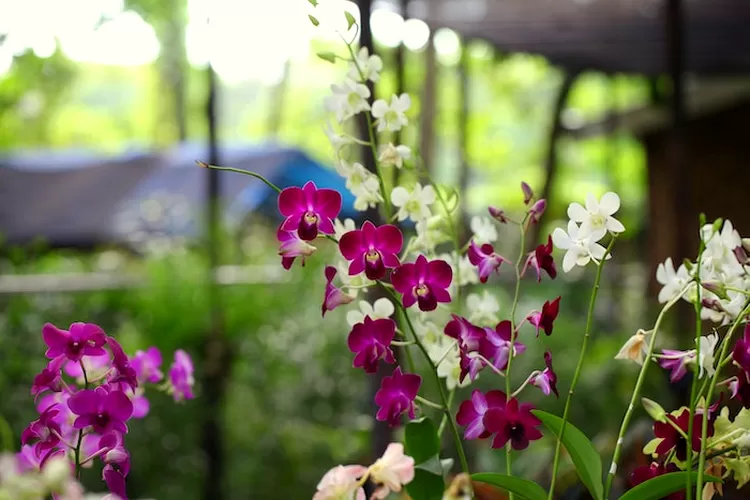 Mau Tanaman Anggrek Cepat Berbunga? Gunakan 1 Bahan Alami Ini Bunga Cantik dan Rimbun Bikin Hati Senang (Pexels @Alief Baldwin)