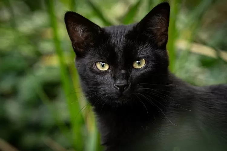 Contoh Teks Laporan Hasil Observasi Tentang Kucing Beserta Strukturnya