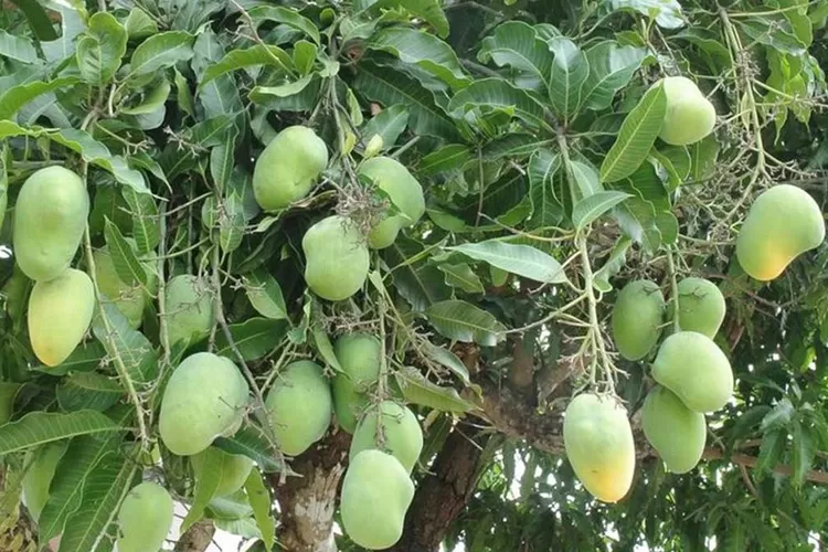 Tidak Disangka Ternyata Hanya Dengan Bahan Ini Pohon Mangga Cepat Berbunga Panen Buah Urban