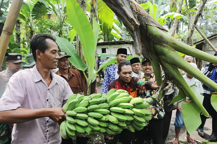 Ilustrasi Petani PIsang (infopublik)